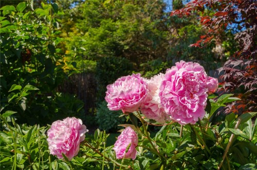 2780 Arbutus Rd, Saanich, BC 