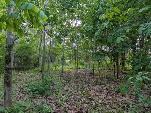 Terre/Terrain - 25E Rue O., Venise-En-Québec, QC 