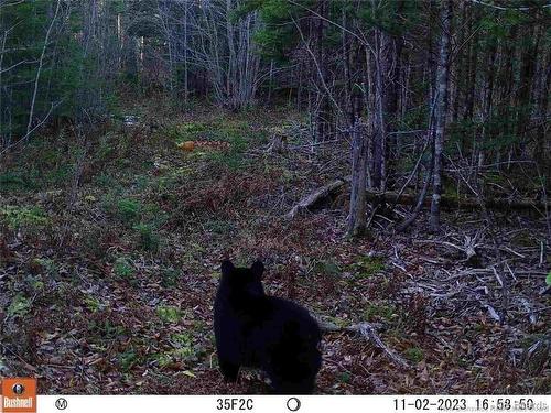 Lot Route 735, Mayfield, NB 