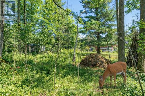 5600 Cedar Springs Road, Burlington, ON - Outdoor