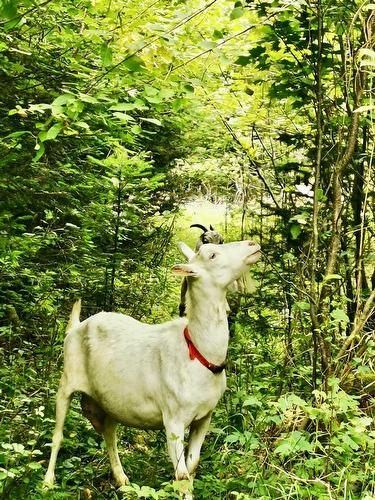 Extérieur - Ch. Gagnon, Amherst, QC 