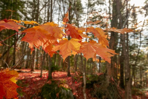 Terre/Terrain - Ch. Du Lac-Dufresne, Lantier, QC 