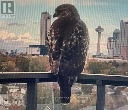 LR peregrin falcon visiting - 1001 - 7711 Green Vista Gate, Niagara Falls (Oldfield), ON - 