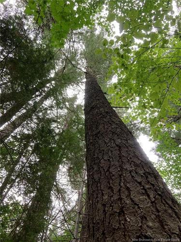 11.2 Acres South Black River, Black River Bridge, NB 