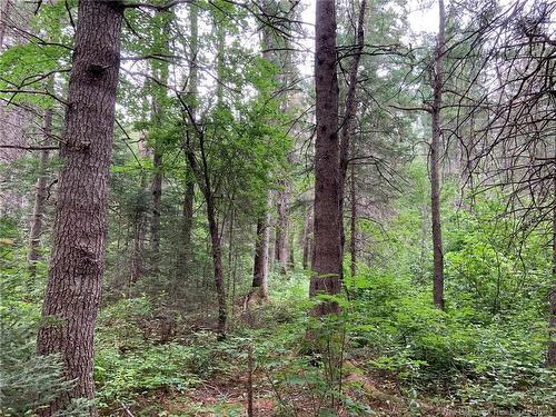 11.2 Acres South Black River, Black River Bridge, NB 