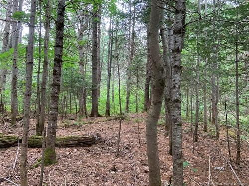 11.2 Acres South Black River, Black River Bridge, NB 