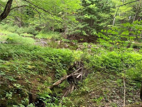 11.2 Acres South Black River, Black River Bridge, NB 