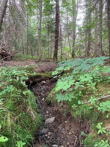 11.2 Acres South Black River, Black River Bridge, NB 