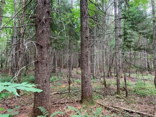 11.2 Acres South Black River, Black River Bridge, NB 