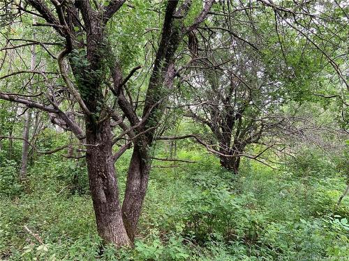 11.2 Acres South Black River, Black River Bridge, NB 