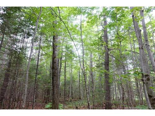 11.2 Acres South Black River, Black River Bridge, NB 