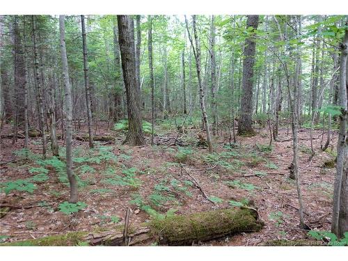 11.2 Acres South Black River, Black River Bridge, NB 