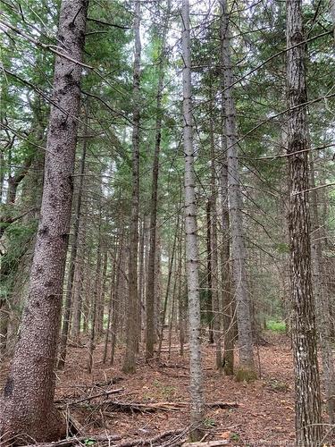 11.2 Acres South Black River, Black River Bridge, NB 