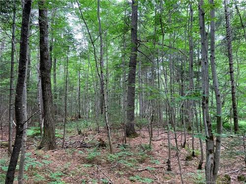 11.2 Acres South Black River, Black River Bridge, NB 