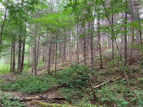 11.2 Acres South Black River, Black River Bridge, NB 