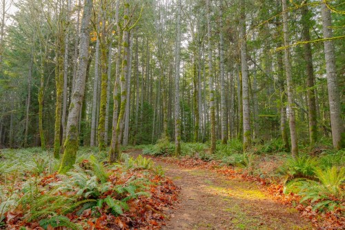 2477 Enefer Rd, Nanaimo, BC 