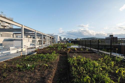 Garden - 619-2114 Rue Ste-Catherine E., Montréal (Ville-Marie), QC - Outdoor