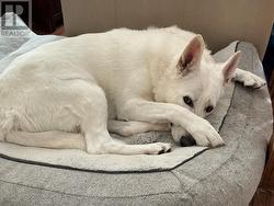 3 - 361 LINDEN STREET  Oshawa (Donevan), ON L1H 6R6