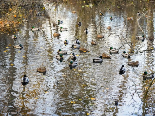 4179 Tuxedo Dr, Saanich, BC 