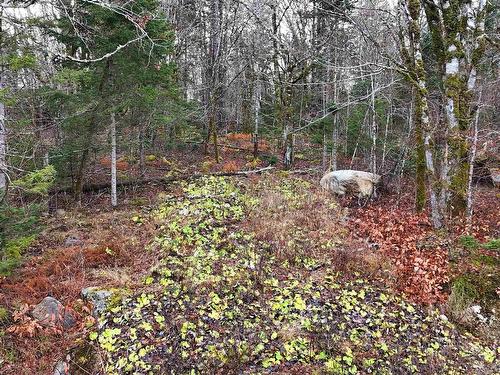 Lot 5 Nathan Croft Road, Camperdown, NS 