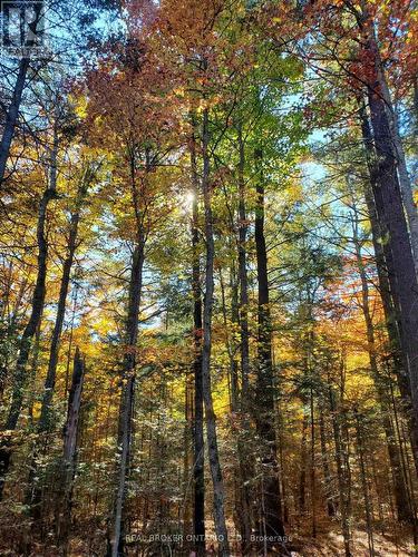 0 Bear Cave Road, Muskoka Lakes, ON 