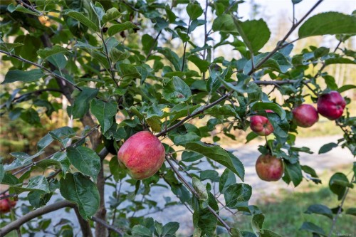 440 Gilbert Rd, Qualicum Beach, BC 