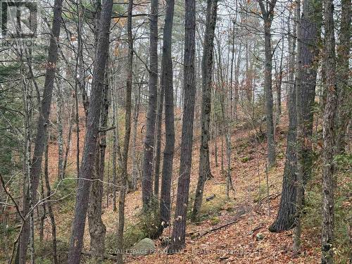 1070 Perry Lane - Lot 2 Lane, North Frontenac (Frontenac North), ON 