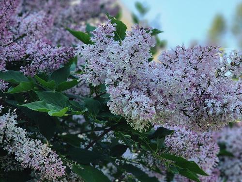 55 Oakmount Drive, Bedford, NS 