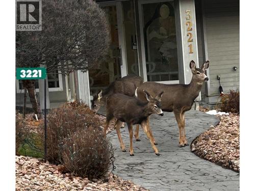 living in the city can even bring these visitors to the door - 3221 Centennial Drive Unit# 401, Vernon, BC - Outdoor