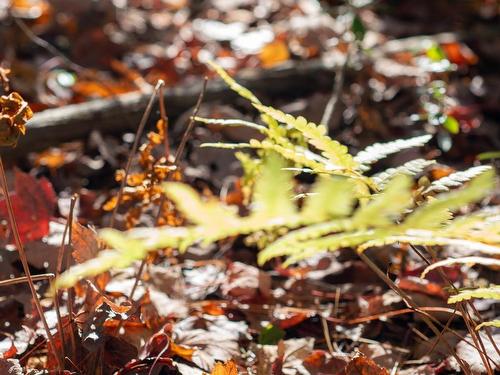 Lot Br-1 Bowers Road, Lower Ohio, NS 