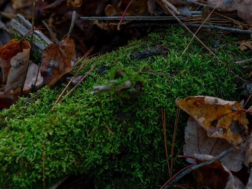 Lot Br-1 Bowers Road, Lower Ohio, NS 