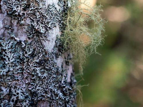 Lot Br-1 Bowers Road, Lower Ohio, NS 