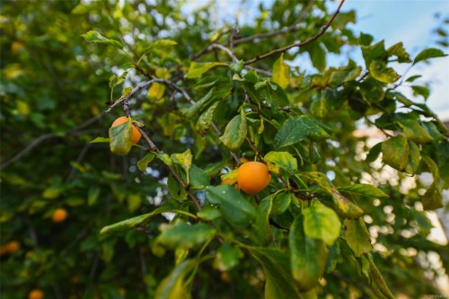 3390 Nikkei Pl, Cumberland, BC 