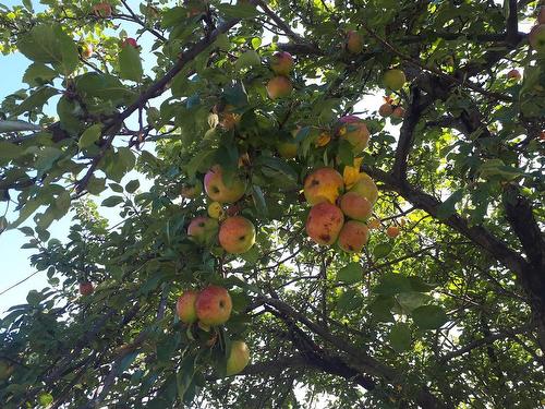 2664 Morrison Rd., Oban, NS 