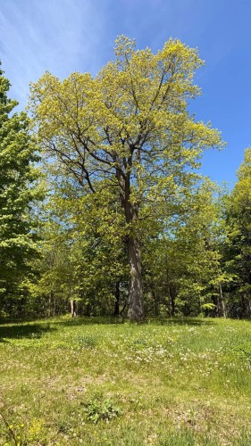 Cour - 128 Route 138A, Godmanchester, QC - Outdoor With View