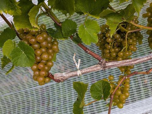 4113 Highway 340, Carleton, NS 