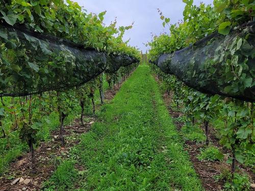 4113 Highway 340, Carleton, NS 