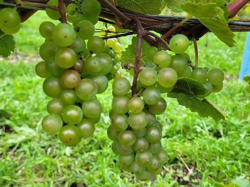 4113 Highway 340, Carleton, NS 