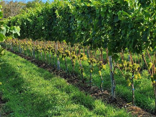 4113 Highway 340, Carleton, NS 