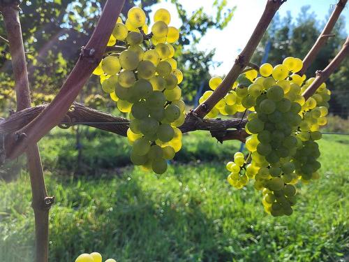 4113 Highway 340, Carleton, NS 