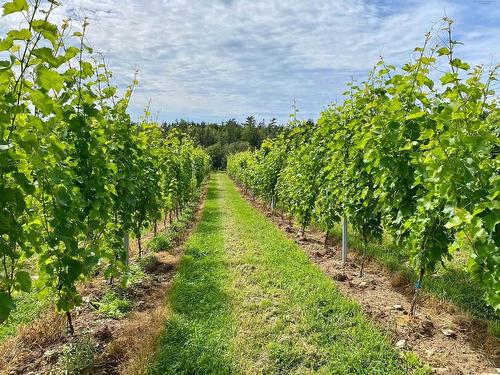 4113 Highway 340, Carleton, NS 