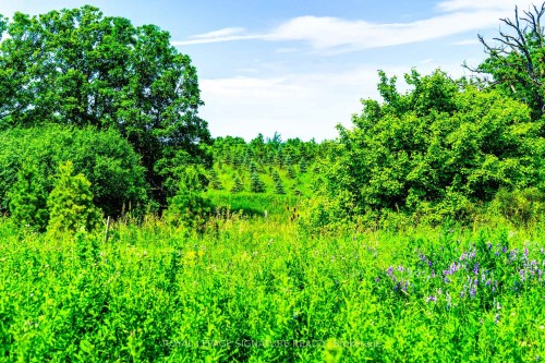 20 Lavinia Road, Brampton, ON - Outdoor