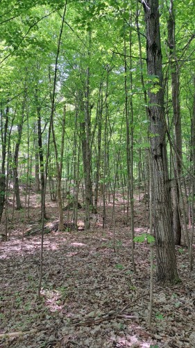 Terre/Terrain - Rue De Lausanne, Montcalm, QC 