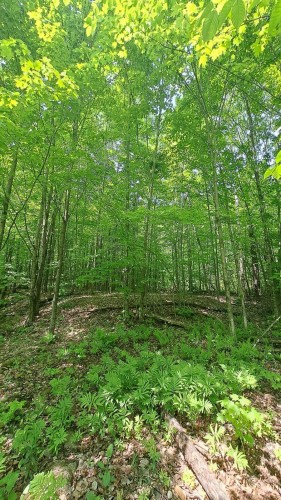 Terre/Terrain - Rue De Lausanne, Montcalm, QC 