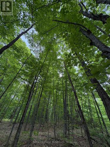 1043 Lawrence Pit Road, Muskoka Lakes, ON 