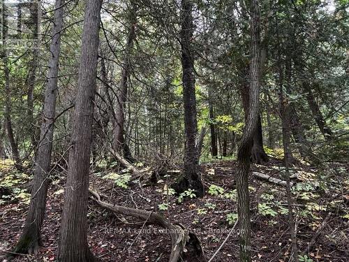 5 Shore Road, Saugeen Shores, ON 