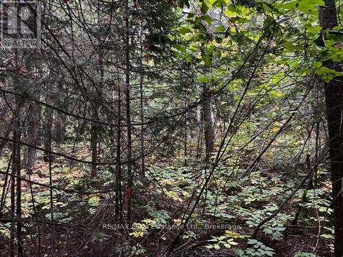 5 Shore Road, Saugeen Shores, ON 