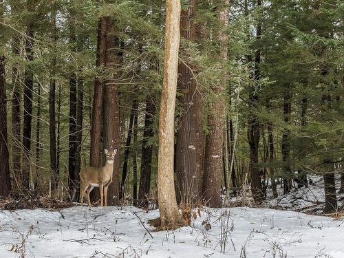 41 Macdonald Park Road, Kentville, NS 