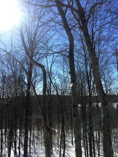 Vue - Ch. Hunter, Wentworth, QC 