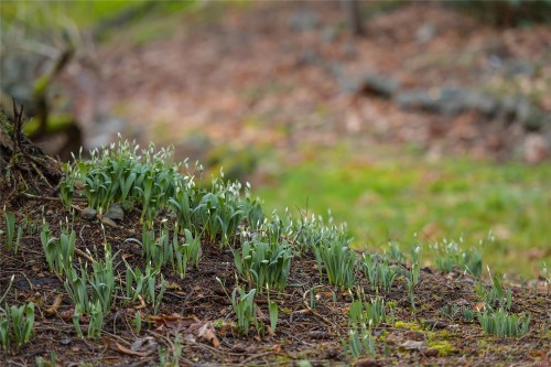 3795 Glenora Rd, Duncan, BC 